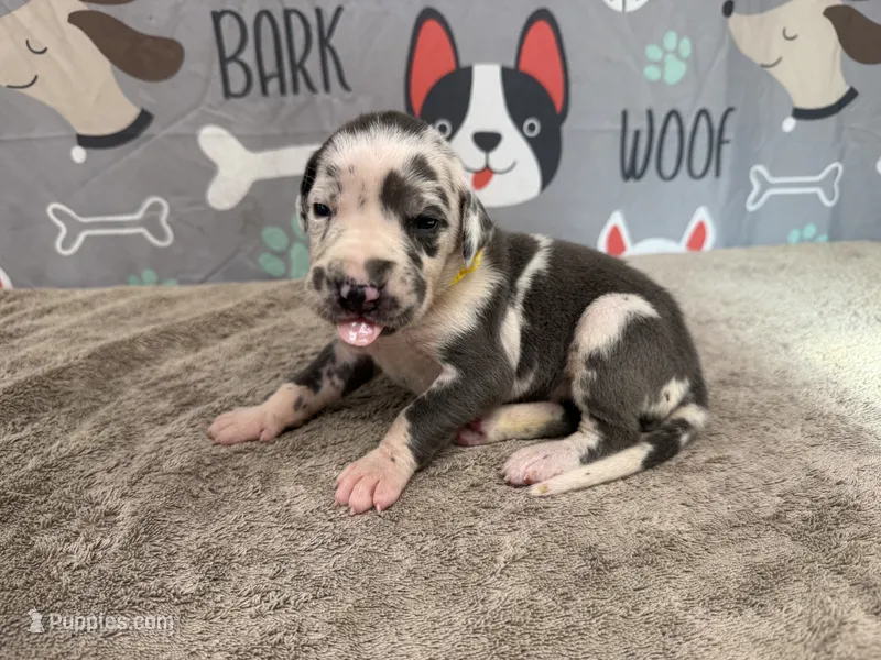 Anita – Great Dane puppy for sale in Fort Wayne, IN