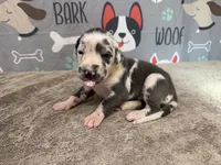 Anita, a female Great Dane for sale in Fort Wayne, IN – 1 of 5