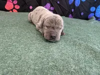 Lucky, a male Great Dane for sale in Fort Wayne, IN – 3 of 5
