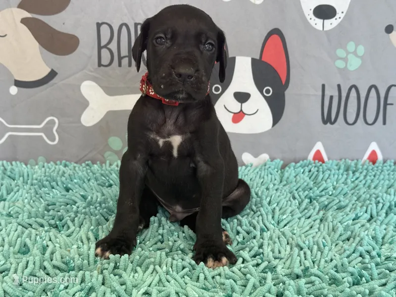 Colonel – Great Dane puppy for sale in Fort Wayne, IN