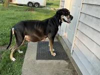 Roran, a male Great Dane for sale in Fort Wayne, IN – 5 of 5