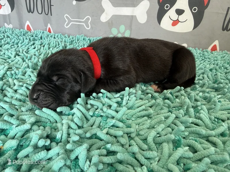 Brom – Great Dane puppy for sale in Fort Wayne, IN