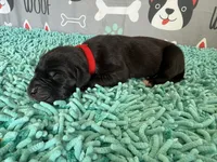 Brom, a male Great Dane for sale in Fort Wayne, IN – 1 of 5