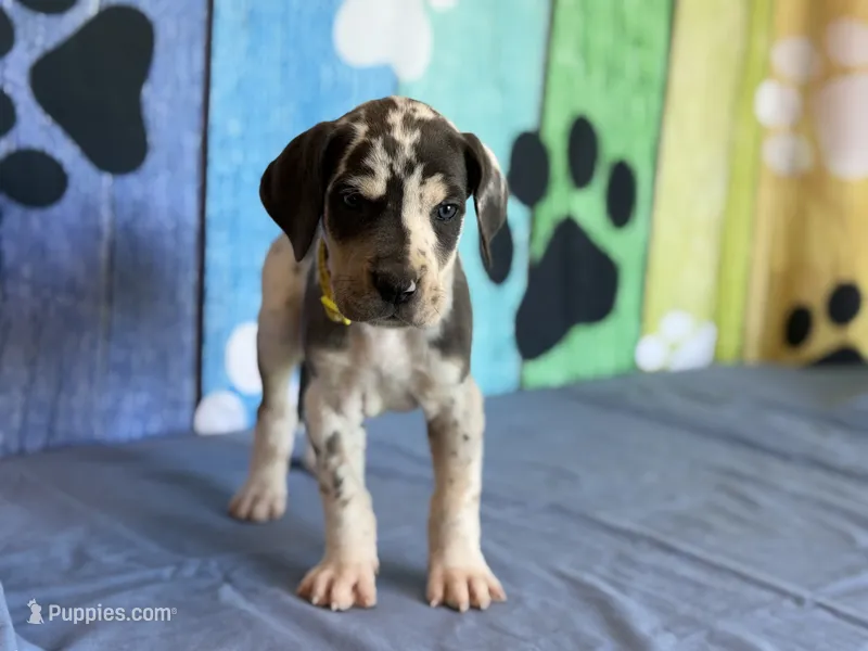 Angela – Great Dane puppy for sale in Fort Wayne, IN