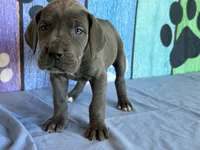 Saphira, a female Great Dane for sale in Fort Wayne, IN – 2 of 10