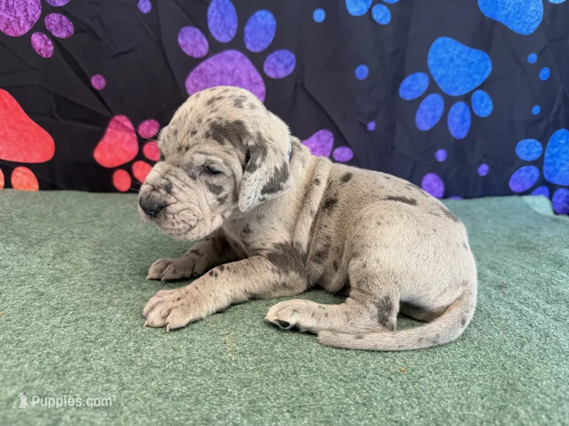 Jack – Great Dane puppy for sale in Fort Wayne, IN