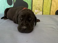 Brom, a male Great Dane for sale in Fort Wayne, IN – 5 of 10