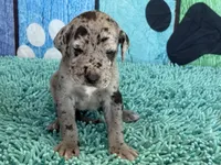 Elva, a female Great Dane for sale in Fort Wayne, IN – 2 of 10