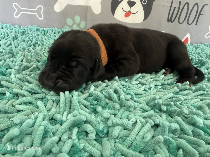 Nasuada – Great Dane puppy for sale in Fort Wayne, IN