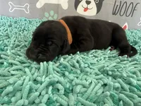 Nasuada, a female Great Dane for sale in Fort Wayne, IN – 1 of 5
