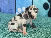 Arya, a female Great Dane for sale in Fort Wayne, IN – 4 of 10