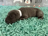 Saphira, a female Great Dane for sale in Fort Wayne, IN – 2 of 5