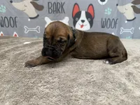 Horace, a male Great Dane for sale in Fort Wayne, IN – 3 of 5