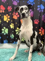 Horace, a male Great Dane for sale in Fort Wayne, IN – 5 of 5