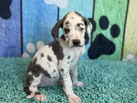 Cruella, a female Great Dane for sale in Fort Wayne, IN – 2 of 10
