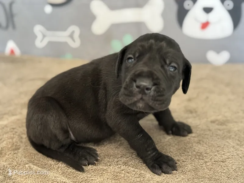 Pongo – Great Dane puppy for sale in Fort Wayne, IN