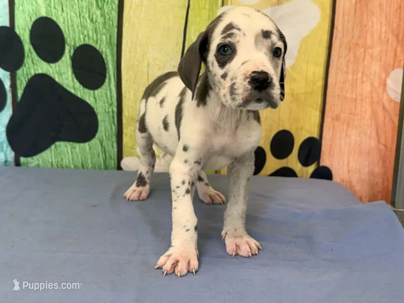 Cruella – Great Dane puppy for sale in Fort Wayne, IN