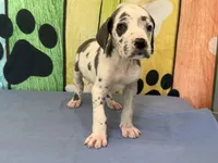 Cruella, a female Great Dane for sale in Fort Wayne, IN – 3 of 10