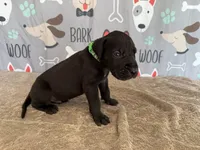 Pongo, a male Great Dane for sale in Fort Wayne, IN – 2 of 8