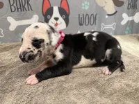 Perdita, a female Great Dane for sale in Fort Wayne, IN – 3 of 5