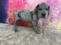 Tyrion , a male Great Dane for sale in Fort Wayne, IN – 2 of 10