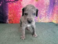 Tyrion , a male Great Dane for sale in Fort Wayne, IN – 5 of 10