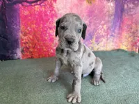 Tyrion , a male Great Dane for sale in Fort Wayne, IN – 4 of 10