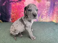 Tyrion , a male Great Dane for sale in Fort Wayne, IN – 3 of 10