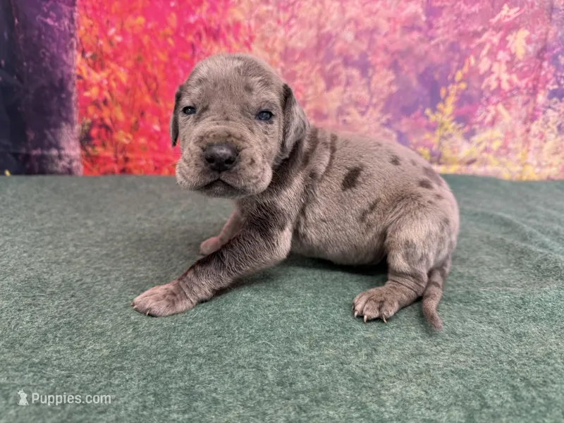 Tyrion  – Great Dane puppy for sale in Fort Wayne, IN