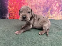 Tyrion , a male Great Dane for sale in Fort Wayne, IN – 6 of 10