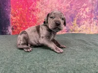 Tyrion , a male Great Dane for sale in Fort Wayne, IN – 7 of 10