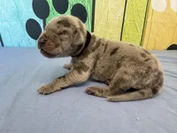 Tyrion , a male Great Dane for sale in Fort Wayne, IN – Photo 2 of 5