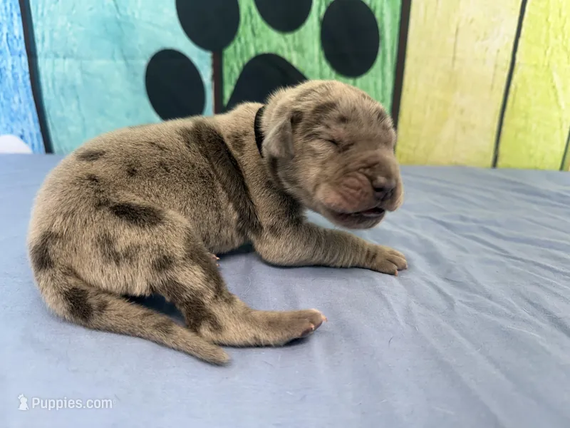 Tyrion  – Great Dane puppy for sale in Fort Wayne, IN