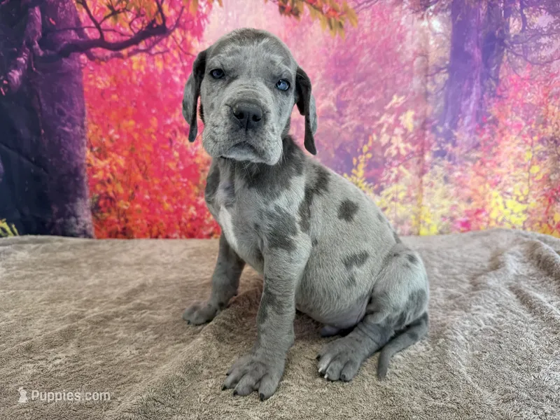 Tyrion  – Great Dane puppy for sale in Fort Wayne, IN