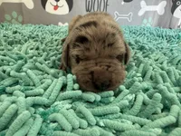 Elva, a female Great Dane for sale in Fort Wayne, IN – 3 of 5