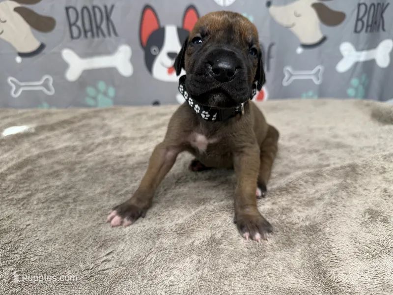 Horace – Great Dane puppy for sale in Fort Wayne, IN