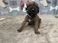 Horace, a male Great Dane for sale in Fort Wayne, IN – 1 of 5