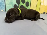 Jon Snow, a male Great Dane for sale in Fort Wayne, IN – Photo 1 of 5