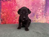 Jon Snow, a male Great Dane for sale in Fort Wayne, IN – Photo 2 of 10