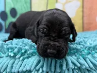 Jon Snow, a male Great Dane for sale in Fort Wayne, IN – Photo 5 of 10