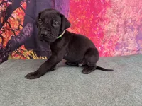 Jon Snow, a male Great Dane for sale in Fort Wayne, IN – Photo 3 of 10