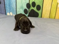 Jon Snow, a male Great Dane for sale in Fort Wayne, IN – Photo 3 of 5