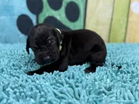 Jon Snow, a male Great Dane for sale in Fort Wayne, IN – Photo 6 of 10