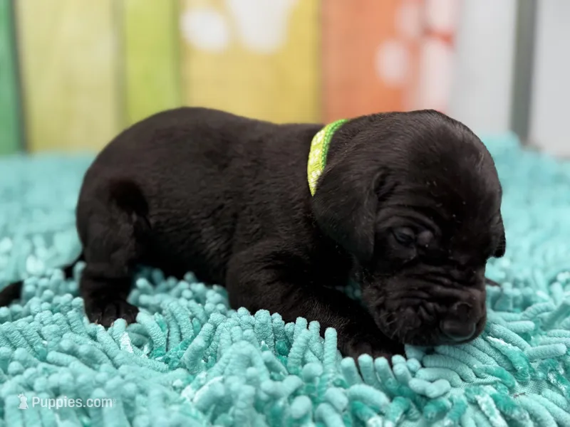 Jon Snow – Great Dane puppy for sale in Fort Wayne, IN