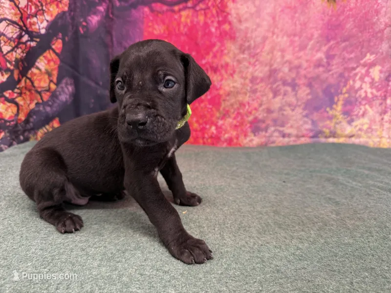 Jon Snow – Great Dane puppy for sale in Fort Wayne, IN