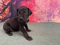 Jon Snow, a male Great Dane for sale in Fort Wayne, IN – Photo 1 of 10