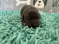 Murtagh, a male Great Dane for sale in Fort Wayne, IN – 2 of 5