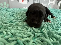 Nasuada, a female Great Dane for sale in Fort Wayne, IN – 3 of 5