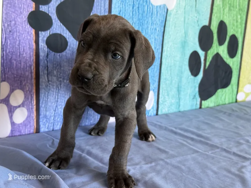 Murtagh – Great Dane puppy for sale in Fort Wayne, IN