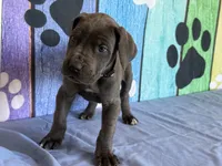 Murtagh, a male Great Dane for sale in Fort Wayne, IN – 1 of 10